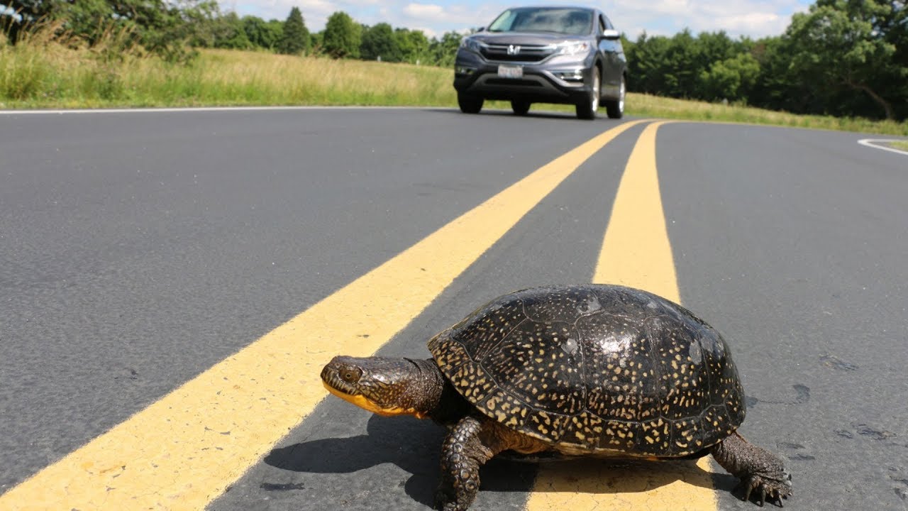 Turtle Crossing (Game)